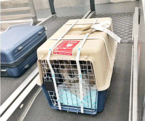 宝坻宠物托运 宠物托运公司 机场宠物托运 宠物空运